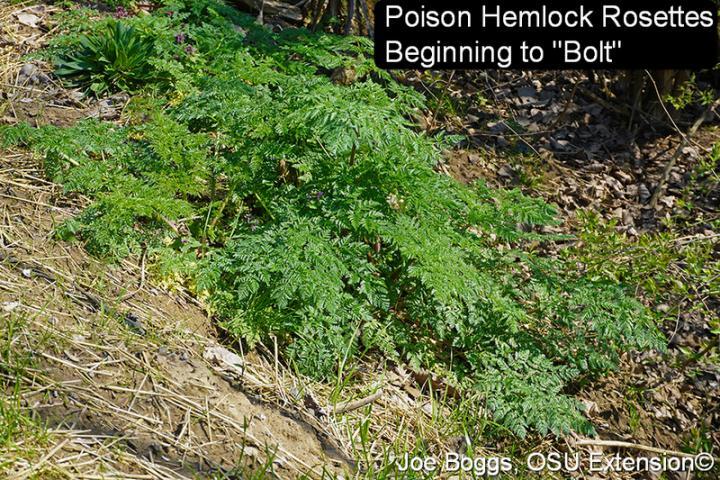 Poison Hemlock